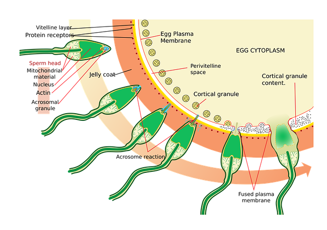 Free medecine science diagram illustration