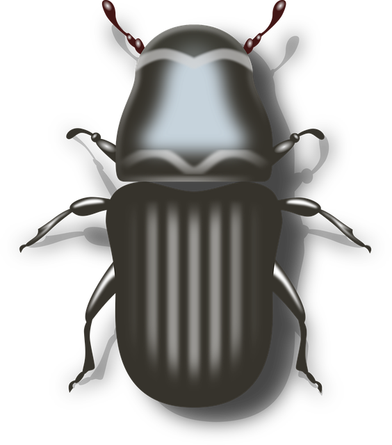 Free bug beetle insect illustration