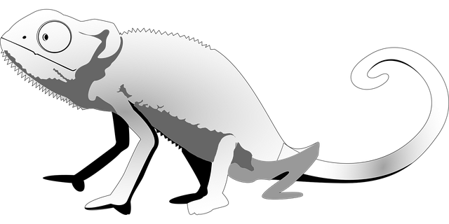 Free lizard gray gecko vector