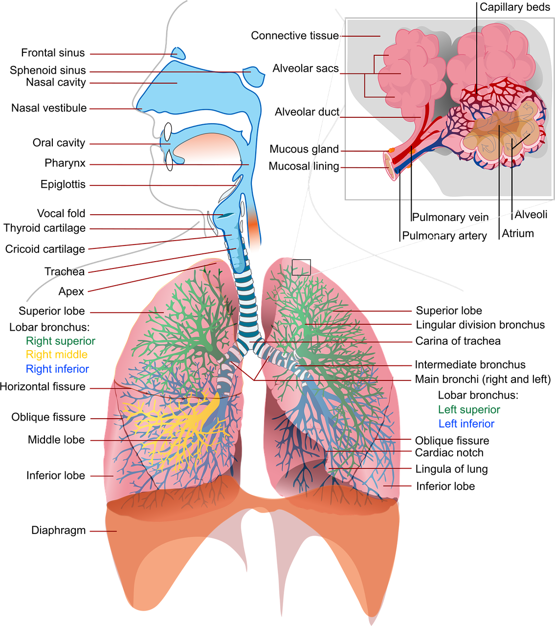 100 Gratis Longen En Anatomie illustraties Pixabay
