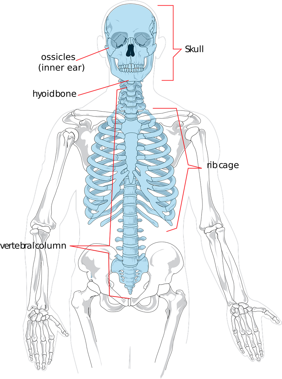 Download Health, Science, Backbone. RoyaltyFree Vector Graphic Pixabay