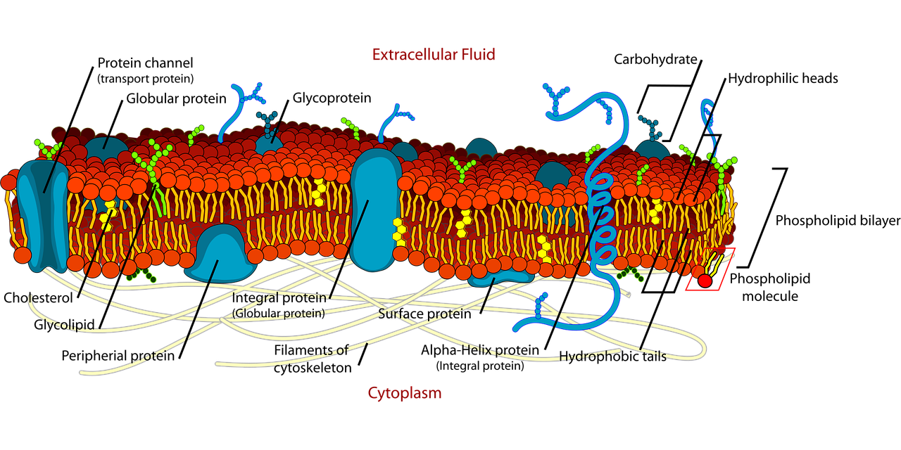 Download Biology, Cell, Diagram. Royalty-Free Vector Graphic - Pixabay