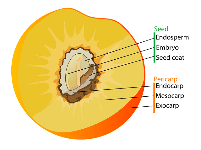Homework help fruit seeds monocot