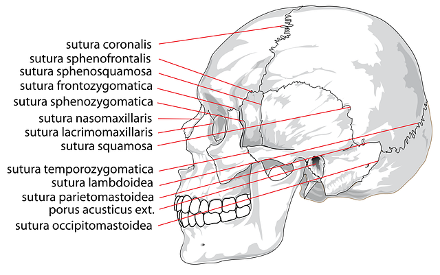 Free skull human labeled vector