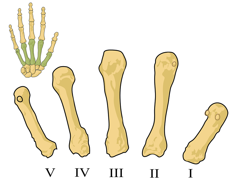 Metacarpo, Scienza, Biologia, Anatomia, Salute, Giunto