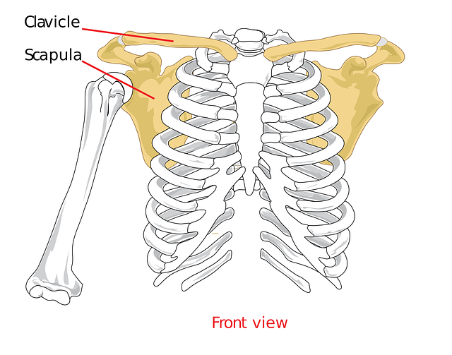 Free clavical scapula shoulder vector