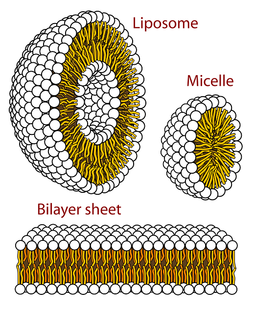 Free science biology solution vector
