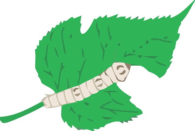 Free leaf mulberry silkworm vector