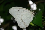 morpho, polyphemus, animal