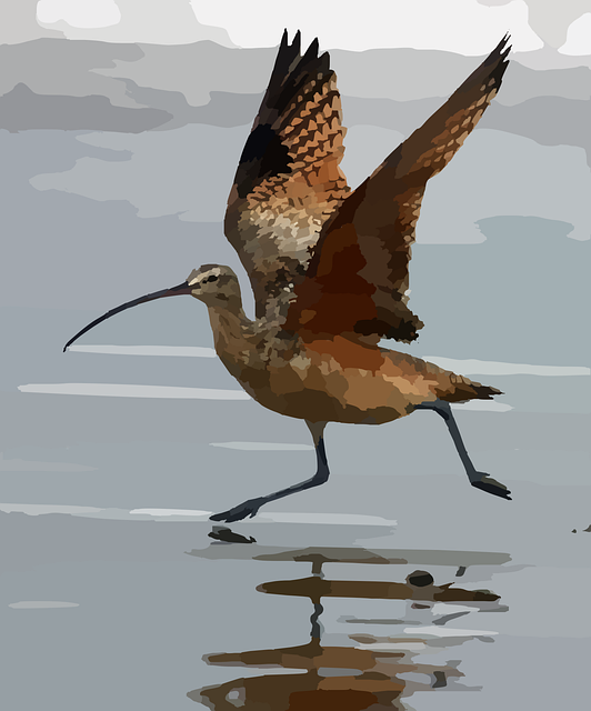Free curlew bird water illustration