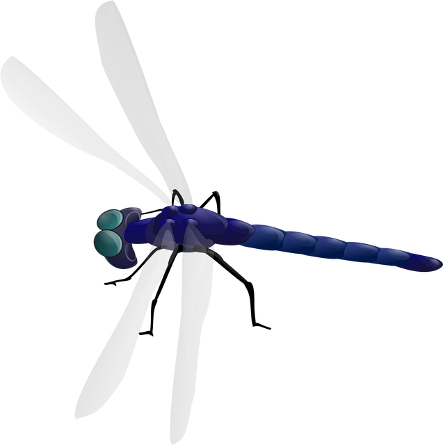 Download free HD stock image of Dragonfly Nature Free dragonfly nature insect vector