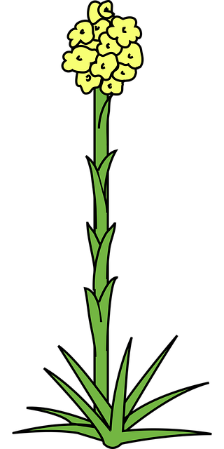 Free flower beautiful flowers plant vector