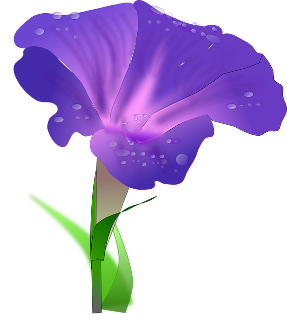 Free morning glory dew drops vector