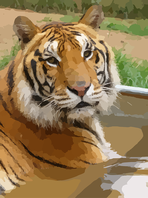 Free tiger sumatran tiger predator vector