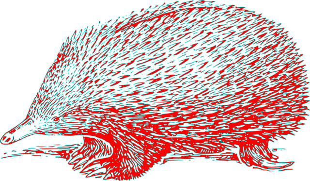 Free echidna hedgehog hedge-hog vector