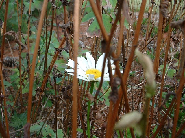 Free Daisy Floral photo and picture