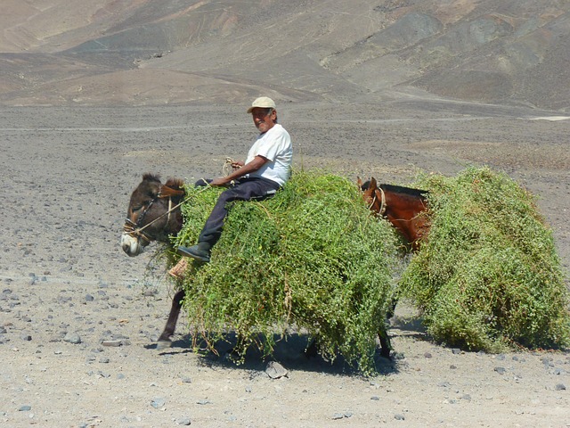 Free Peruvian Donkey photo and picture