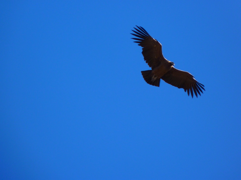 Free photo Andean Condor, Vultur Gryphus, Bird Free Image on Pixabay