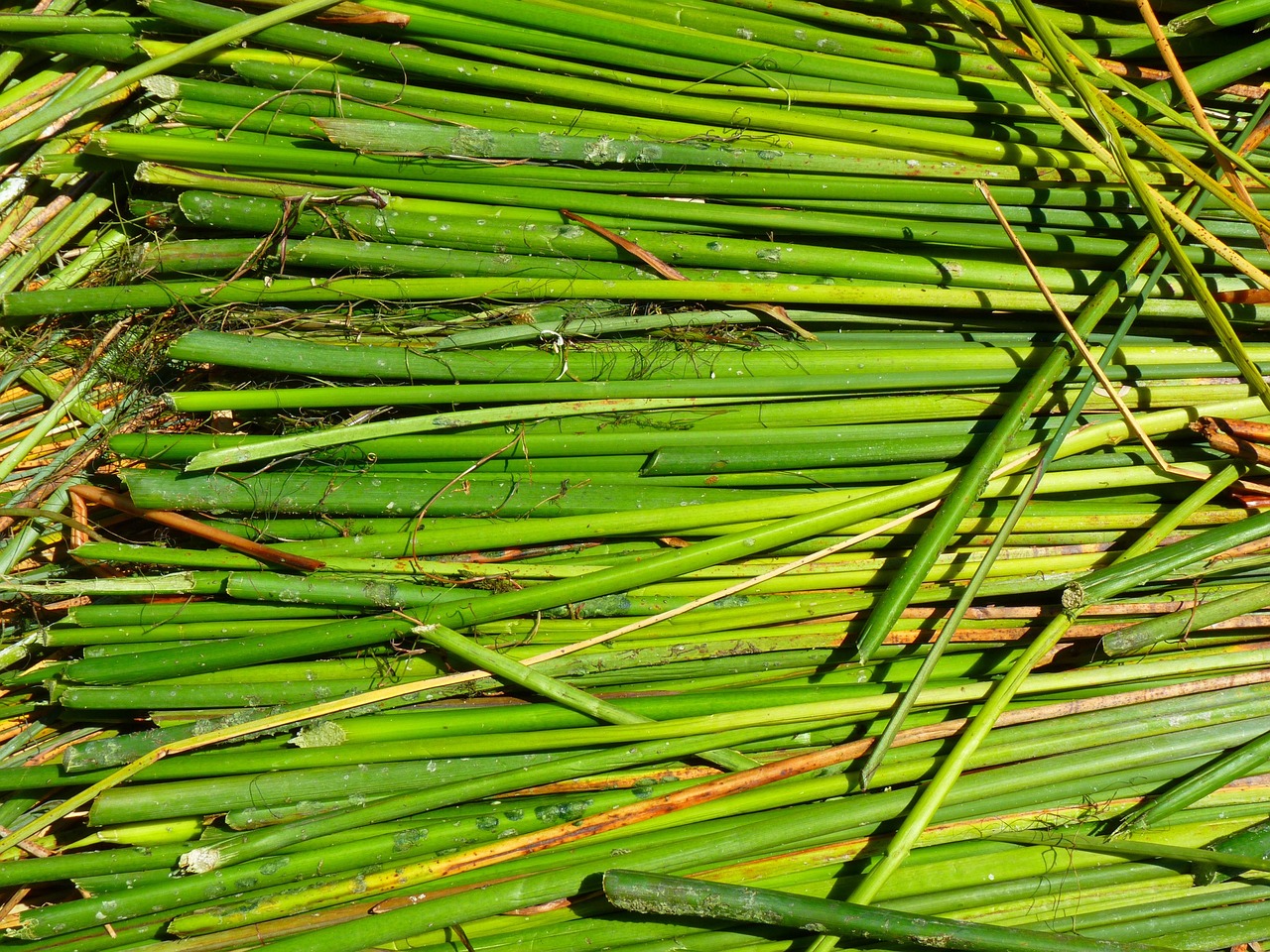 Totoro Reeds Plus de 5 000 images de Totora Reeds et de Reed - Pixabay