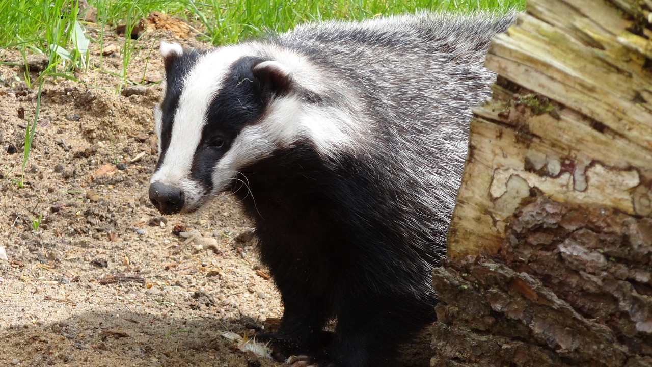 Cody's Badger Missile and the Stockpile Problem: A British Start-Up Promises to Refill Magazines in a Year