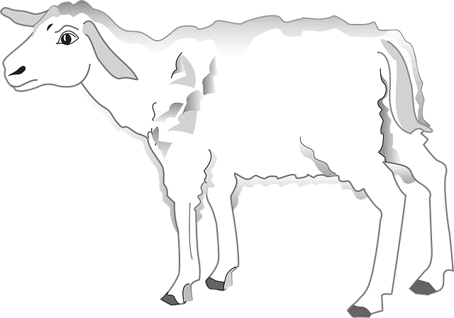 Free lamb nature worry vector