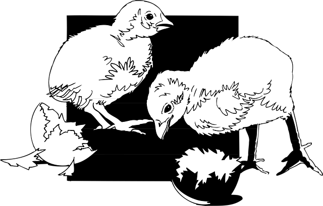 Free chicks hatched shells illustration