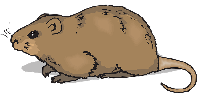 Free watching animal nature vector