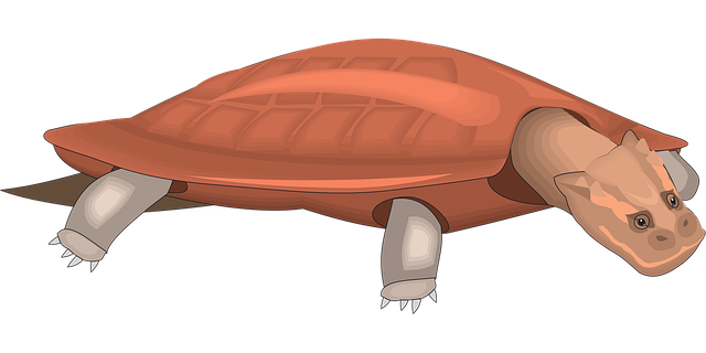 Free turtle red shell vector
