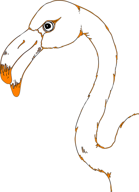 Free Head Bird vector and picture