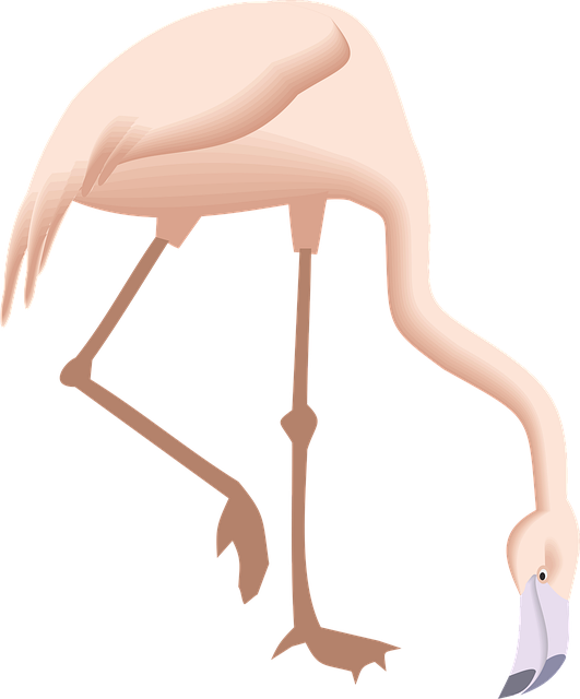 Free flamingo bending down vector