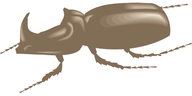 Free Beetle Vector Art - Download 237+ Beetle Icons & Graphics - Pixabay