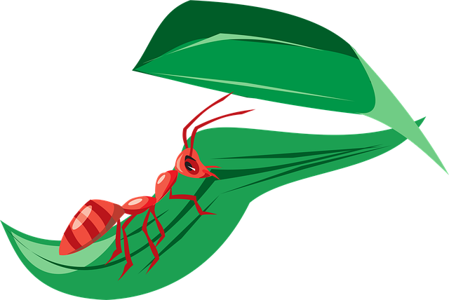 Free ant red leaf illustration