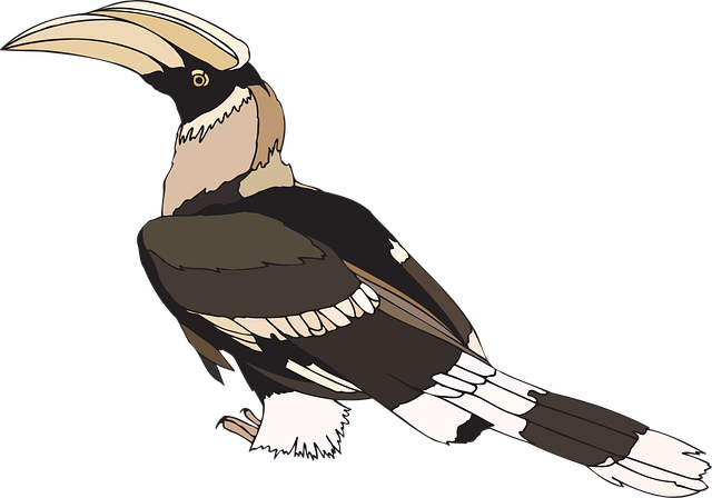 Free hornbill pied nature vector