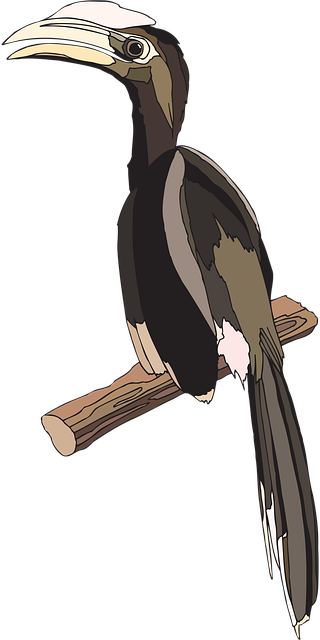 Free bird hornbill casque vector