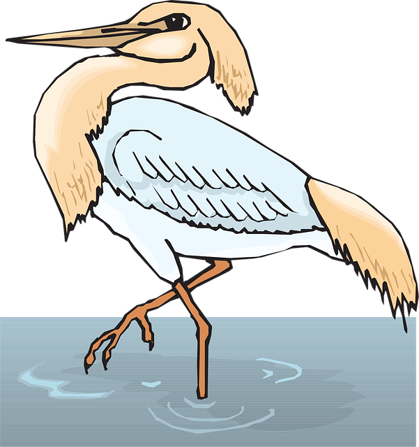 Free water bird wings illustration