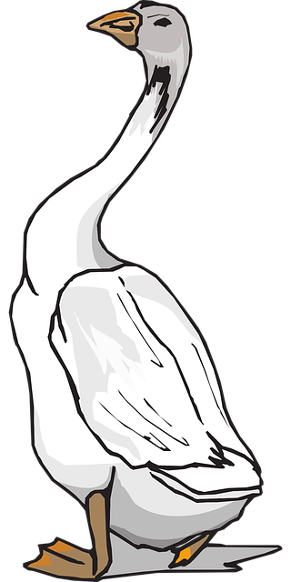 Free goose white bird vector