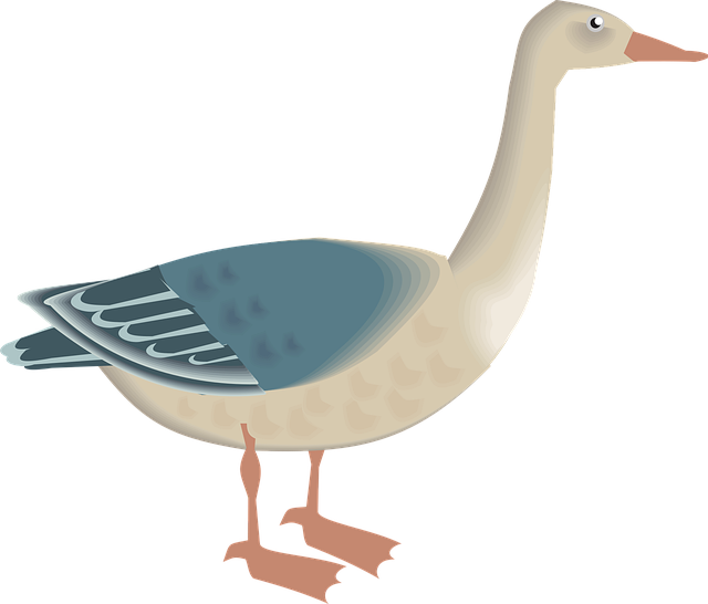 Free goose bird white vector