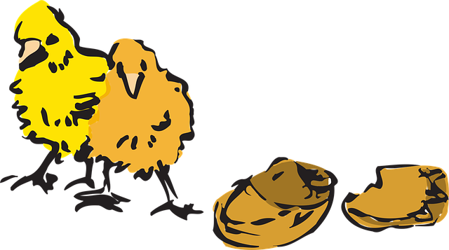 Free Egg Chicks vector and picture