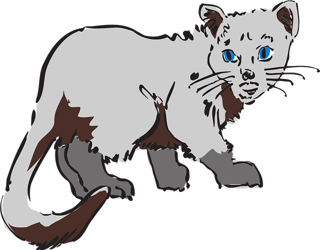 Gato, Animal, Cinza, Natureza, Mamífero