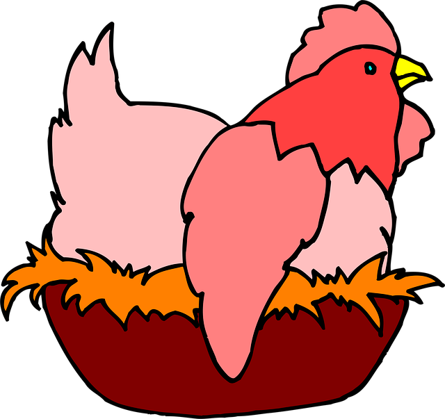 Free chicken nature hen illustration