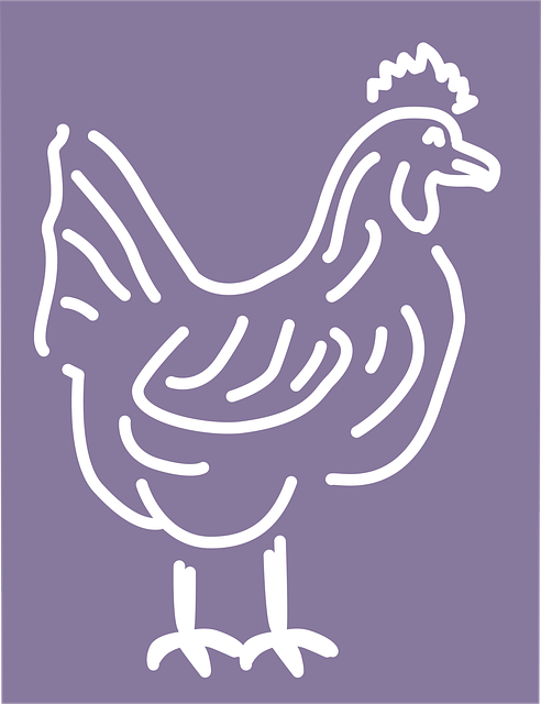 Free rooster male chicken vector