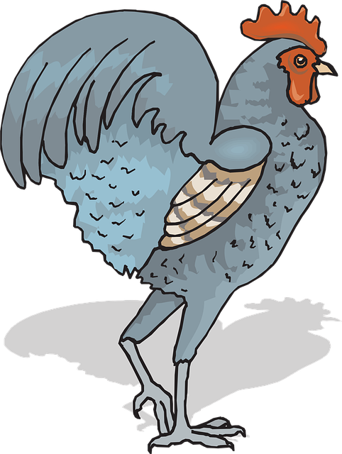 Free rooster cockerel male vector