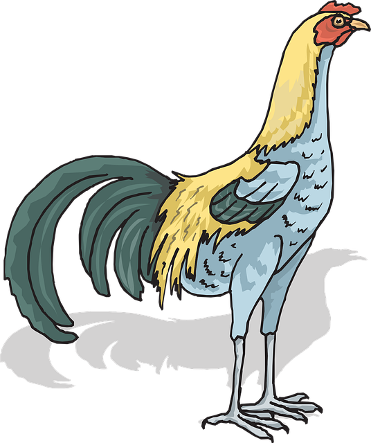Free Rooster Cockerel vector and picture