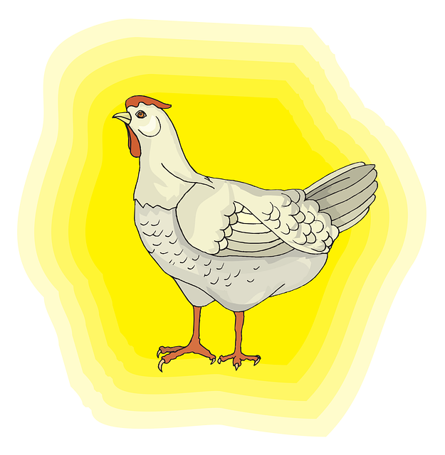 Free chicken bird white vector