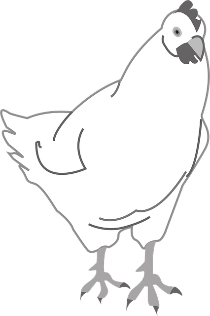 Free chicken hen poultry illustration