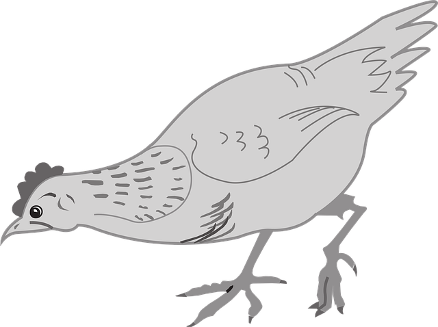 Free chicken hen bird vector