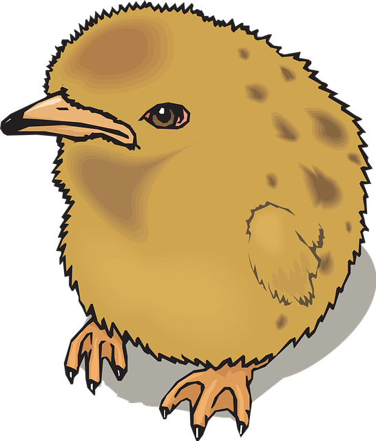 Free chick baby chicken illustration