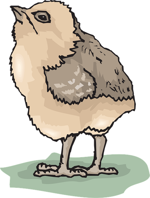 Free chicks baby bird vector