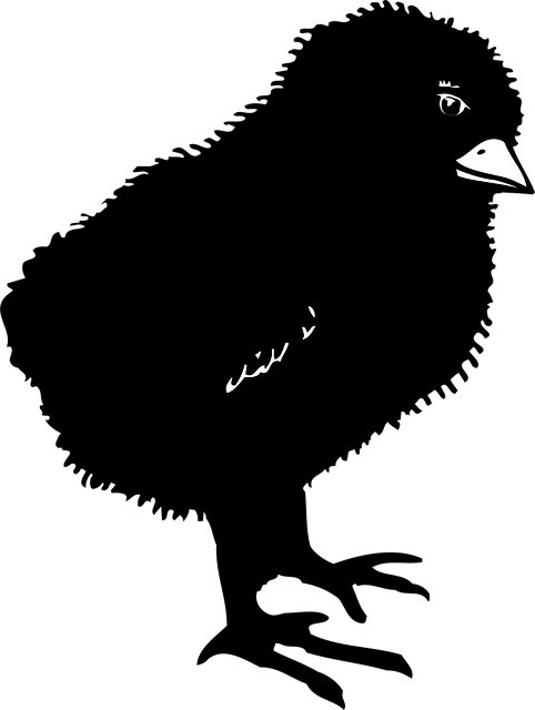 Free black chicks bird vector