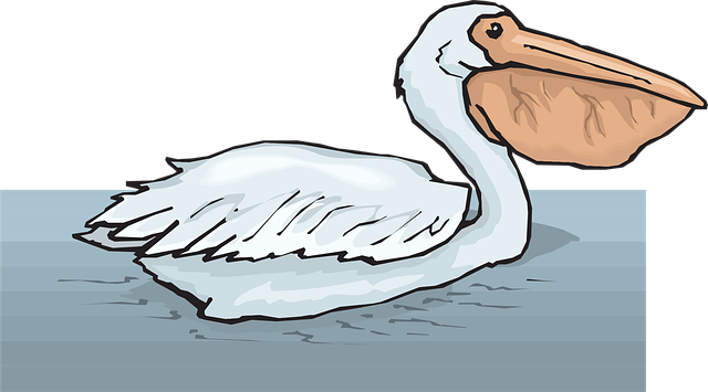 Free water bird swimming vector